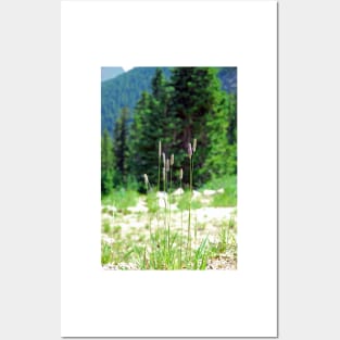 Berthoud Pass Tall Grass Posters and Art